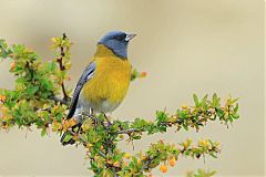 Gray-hooded Sierra-Finch