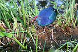Gray-headed Swamphen