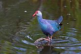 Gray-headed Swamphen