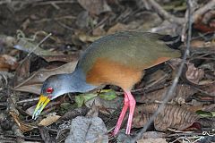 Gray-cowled Wood-Rail