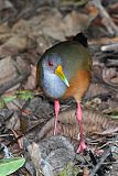 Gray-cowled Wood-Rail