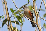 Gray-throated Warbling Finchborder=