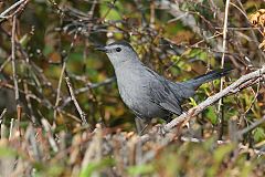 Gray Catbird