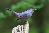 Gray Catbirdborder=