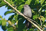 Gray Catbirdborder=