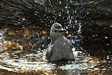 Gray Catbird