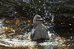 Gray Catbird