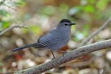 Gray Catbirdborder=