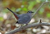 Gray Catbird