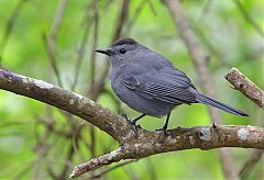 Gray Catbird