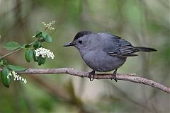 Gray Catbird