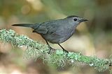 Gray Catbird