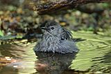 Gray Catbirdborder=