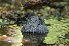 Gray Catbird