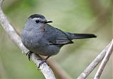 Gray Catbirdborder=