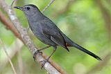 Gray Catbirdborder=