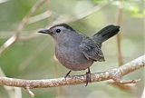 Gray Catbirdborder=