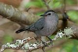 Gray Catbird