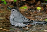 Gray Catbirdborder=