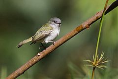 Gray Elaenia