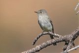 Gray Flycatcher