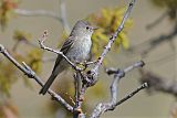 Gray Flycatcher