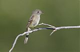 Gray Flycatcher