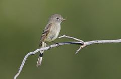 Gray Flycatcher