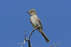 Gray Flycatcher