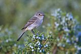 Gray Flycatcherborder=