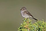 Gray Flycatcherborder=