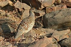 Gray Francolin