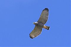 Gray Hawk