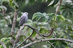 Gray-lined Hawk