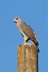 Gray Hawk