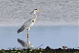 Gray Heron