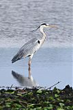 Gray Heron