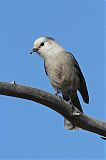 Canada Jay