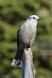 Canada Jay