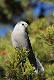 Canada Jay