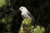 Canada Jay