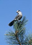 Canada Jay