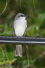 Gray Kingbird