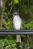 Gray Kingbirdborder=