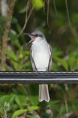 Gray Kingbird