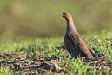 Gray Partridge