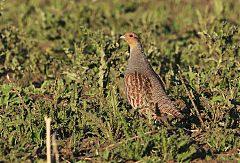 Gray Partridge