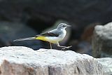 Gray Wagtailborder=
