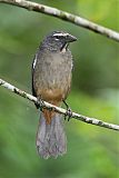 Cinnamon-bellied Saltatorborder=