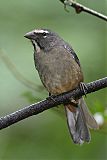Cinnamon-bellied Saltatorborder=